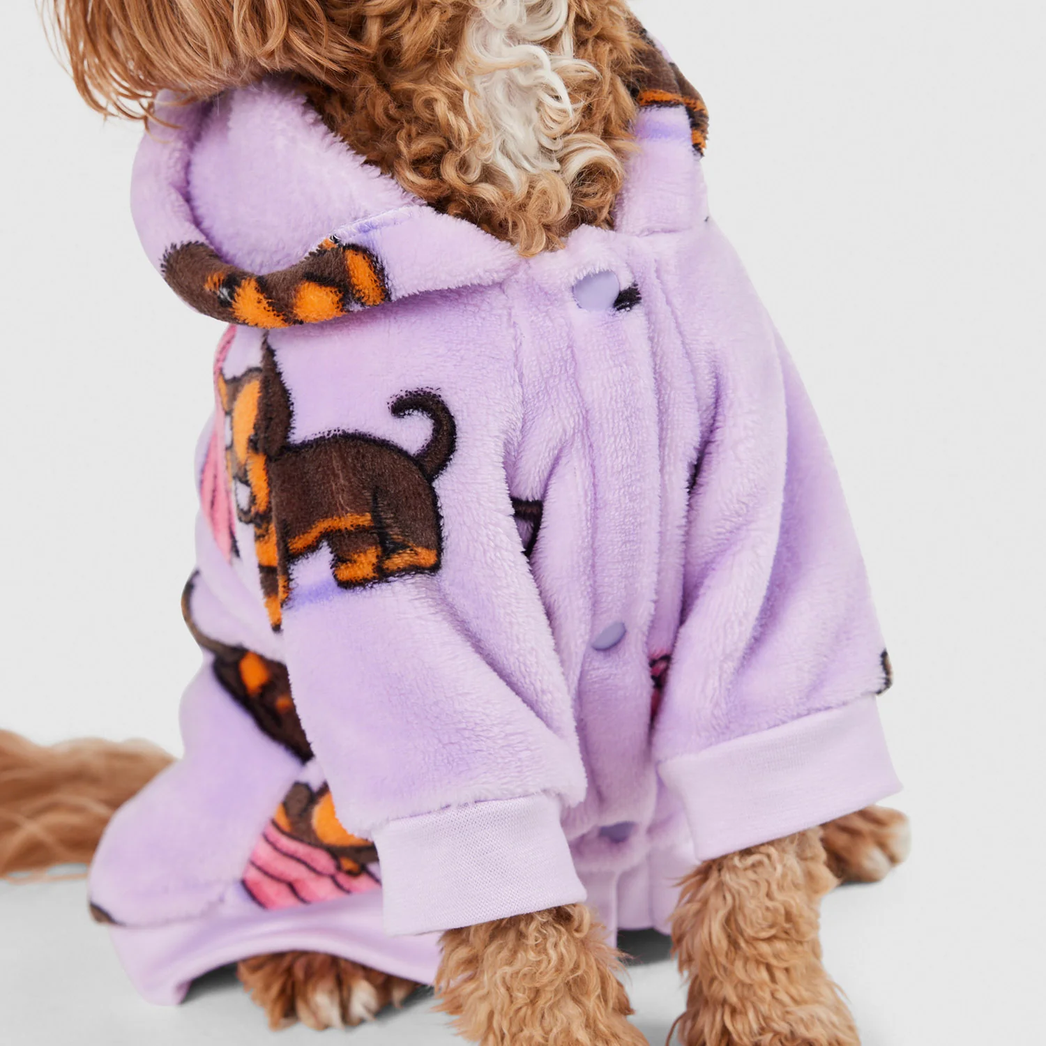 Dachshund - Image 3