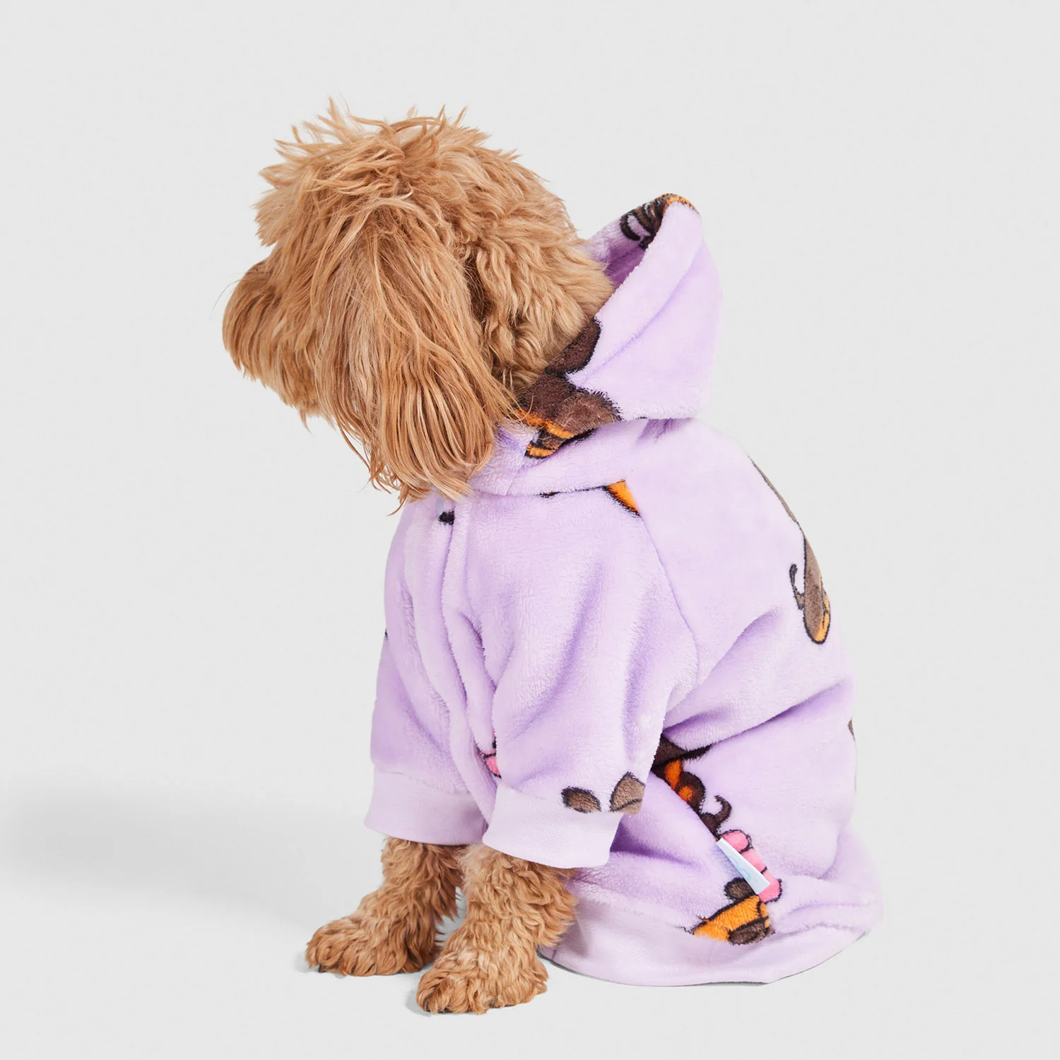 Dachshund - Image 4